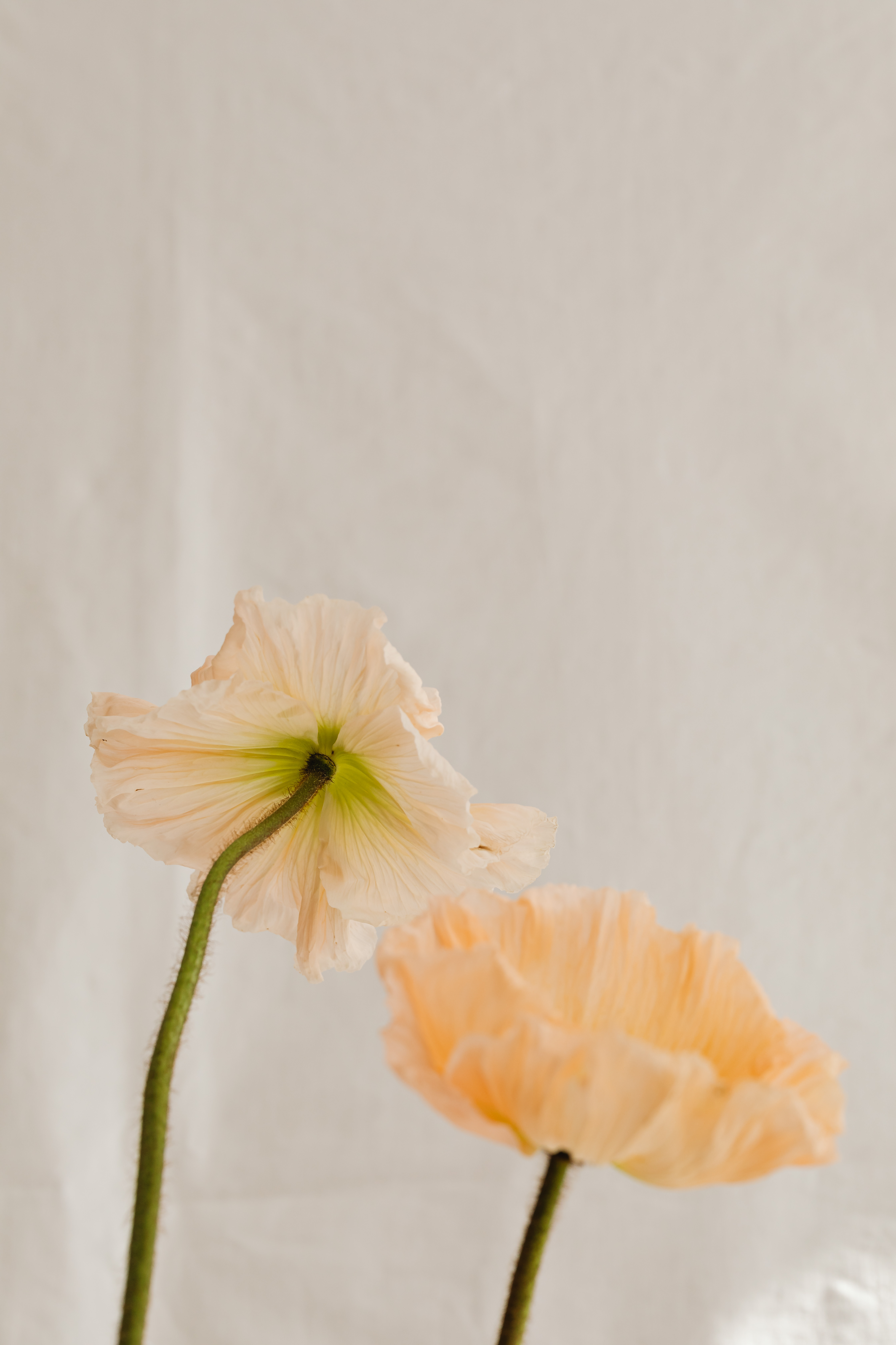 Peach flowers resting on soft cream fabric