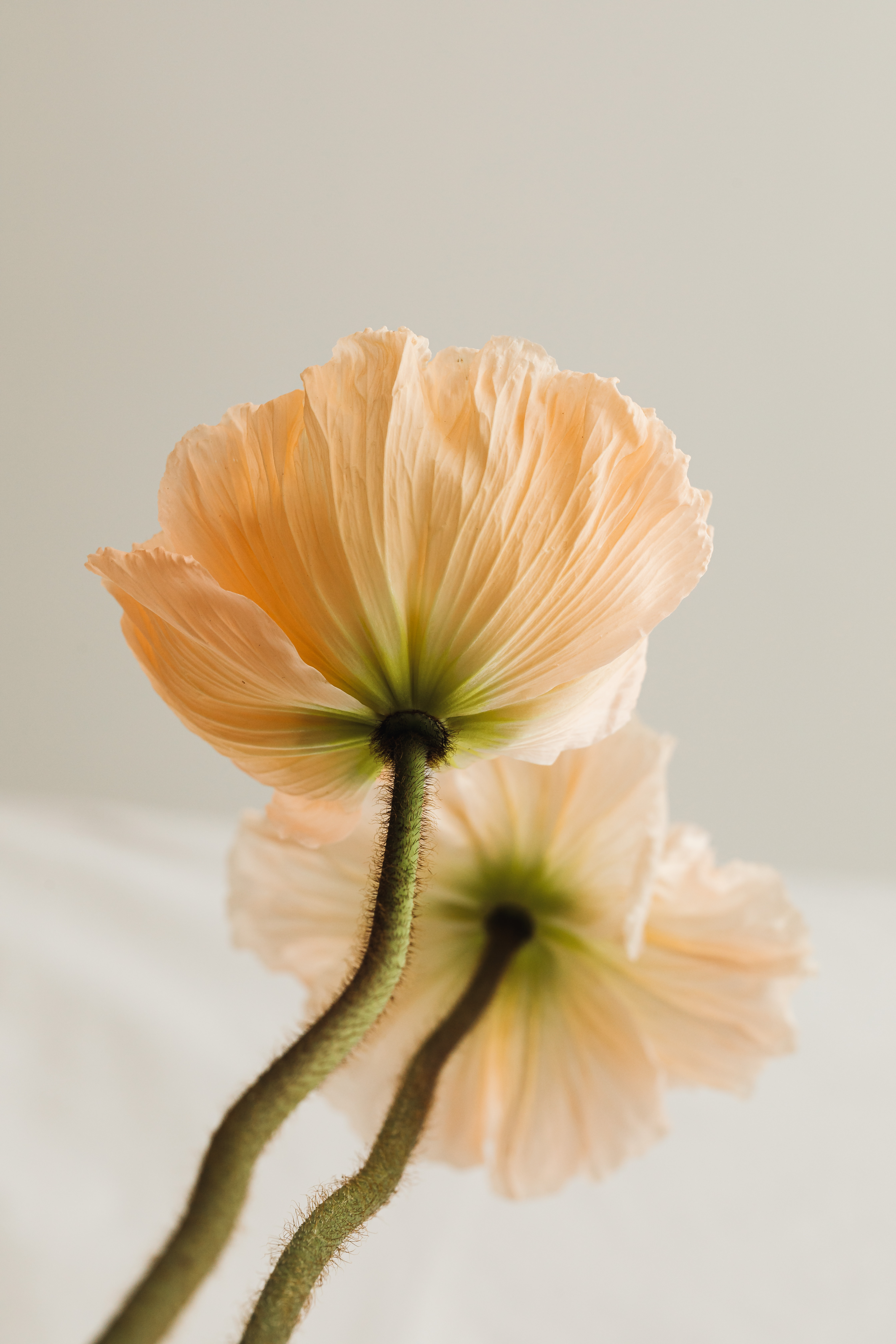 Soft peach flowers
